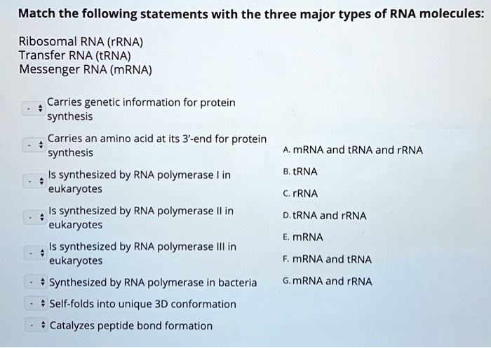 Solved Match The Following Statements With The Three Major Types Of Rna Molecules Ribosomal Rna Rrna Transfer Rna Trna Messenger Rna Mrna Carries Genetic Information For Protein Synthesis Carries An Amino Acid