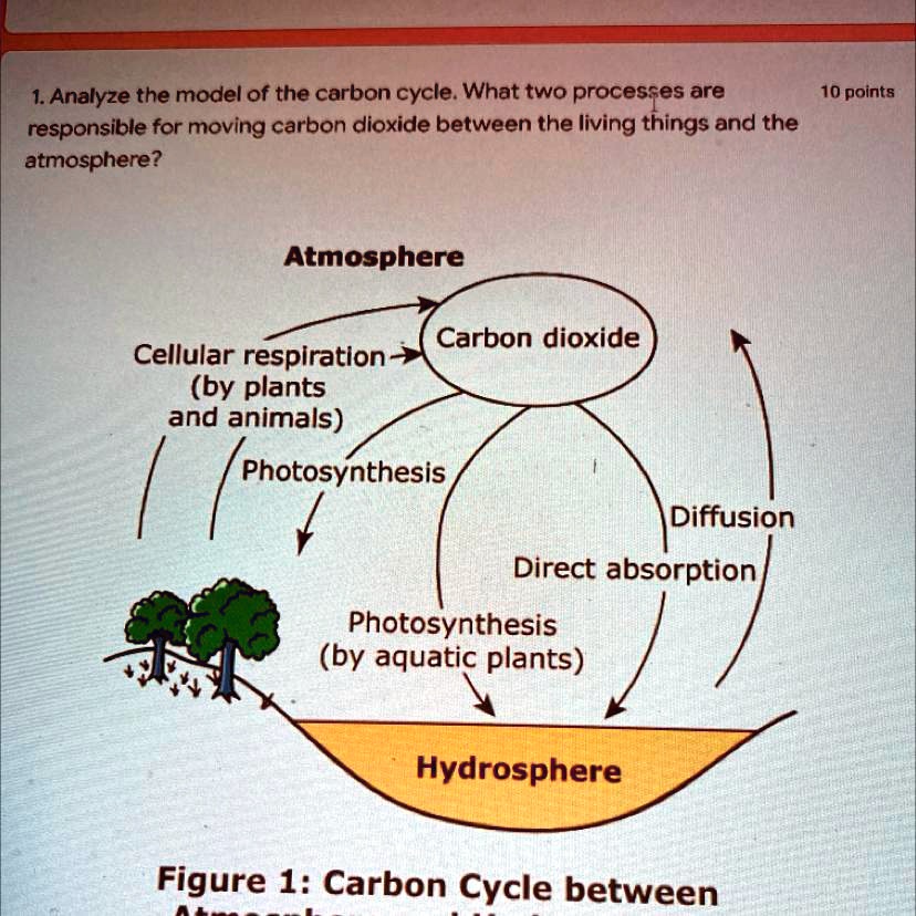 diffusion-in-living-organisms-diffusion-in-living-organisms-2022-11-02