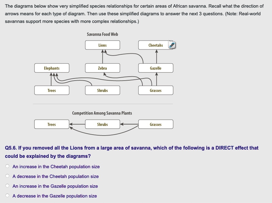 The diagrams below show very simplified species relationships for certain areas of African savanna. Recall what the direction of arrows means for each type of diagram. Then use these simplified diagrams to answer the next 3 questions. (Note: Real-world savannas support more species with more complex relationships.)
Savanna Food Web
Lions
Cheetahs
Elephants
Zebra
Gazelle
Trees
Shrubs
Grasses
Competition Among Savanna Plants
Trees
Shrubs
Grasses
Q5.6. If you removed all the Lions from a large area of savanna, which of the following is a DIRECT effect that could be explained by the diagrams?
An increase in the Cheetah population size
A decrease in the Cheetah population size
An increase in the Gazelle population size
A decrease in the Gazelle population size