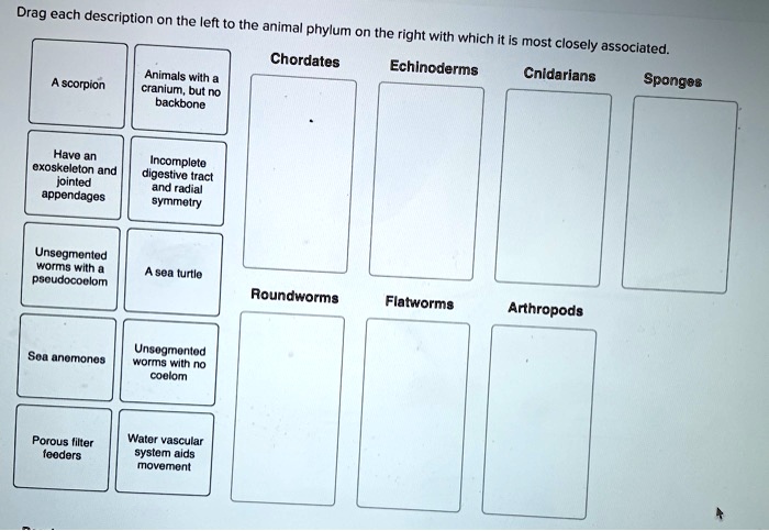 SOLVED: Drag each description on the left to the animal phylum on the