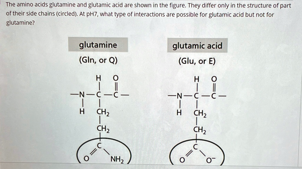 The amino acids glutamine and glutamic acid are shown in the figure. They differ only in the structure of part
of their side chains (circled). At pH7, what type of interactions are possible for glutamic acid but not for
glutamine?
glutamine
(Gln, or Q)
H
-N-C-C-
H
CH2
CH2
glutamic acid
(Glu, or E)
H O
-N-C-C-
H
CH2
CH2
C
C
NH2
O^-
