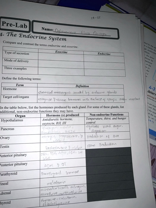 SOLVED PreLab 4 The Endocrine System Compare and contrast the terms