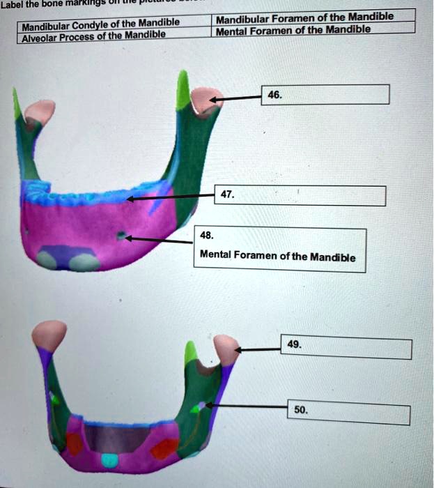 Solved: Mandibular Foramen Of The Mandible Mental Foramen Of The 