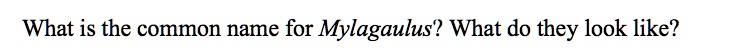 What is the common name for Mylagaulus? What do they look like?