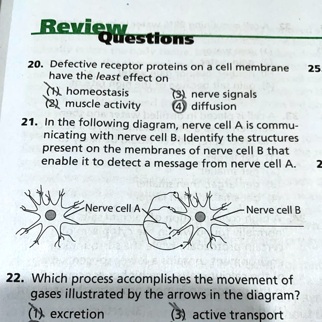 QUESTION 21. In The Following Diagram, Nerve Cell A Is Communicating ...