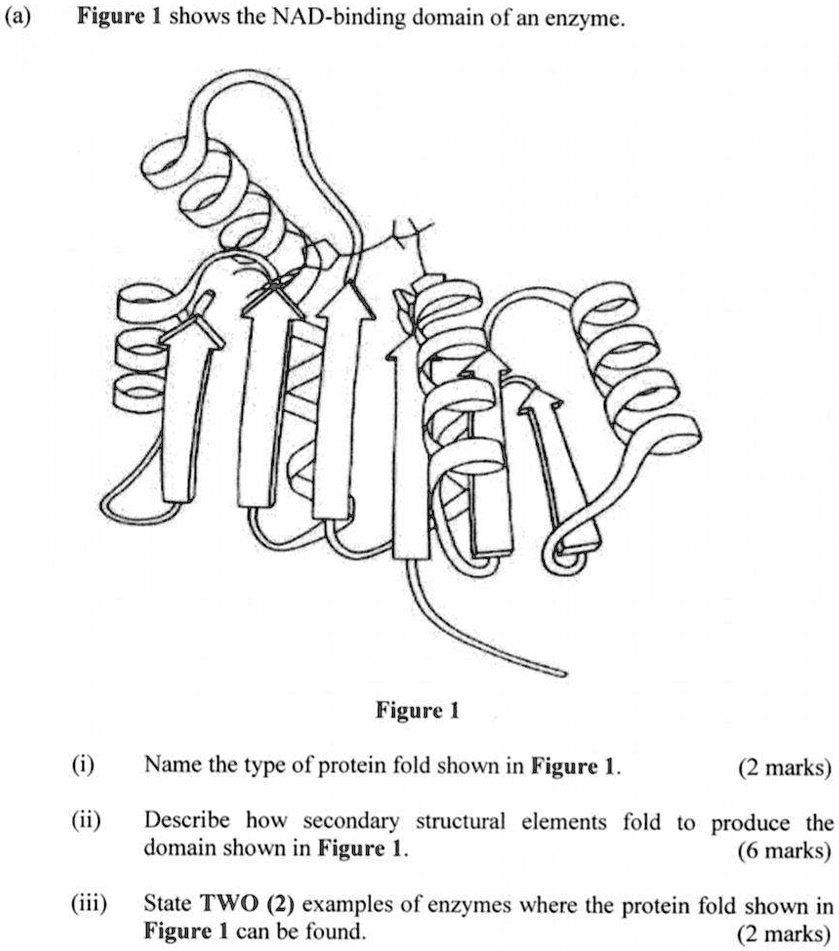 SOLVED(a) Figure 1 shows the NADbinding domain of an enzyme. U