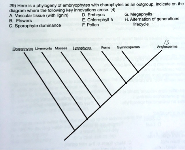 29 here is phylogeny of embryophytes with charophytes as an outgroup
