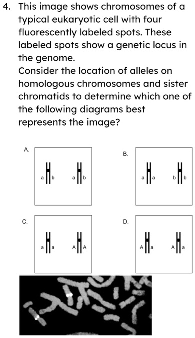 This image shows chromosomes of a typical eukaryotic cell with four