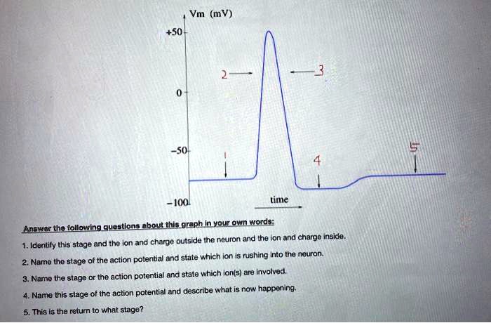 +50
Vm (mV)
2
3
0
-50
-100
5
4
1
time
Answer the following questions about this graph in your own words:
1. Identify this stage and the ion and charge outside the neuron and the ion and charge inside.
2. Name the stage of the action potential and state which ion is rushing into the neuron.
3. Name the stage or the action potential and state which ion(s) are involved.
4. Name this stage of the action potential and describe what is now happening.
5. This is the return to what stage?