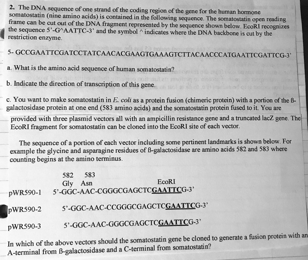 SOLVED: 2. The DNA sequence of one strand of the coding region of the ...