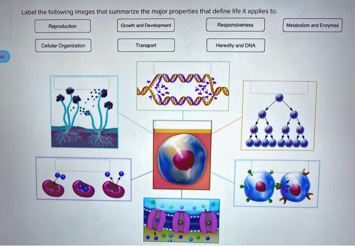Label the following images that summarize the major properties that define life it applies to.
Reproduction
Growth and Development
Responsiveness
Metabolism and Enzymes
Cellular Organization
Transport
Heredity and DNA