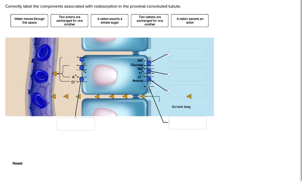 SOLVED: Correctly label the components associated with reabsorption in