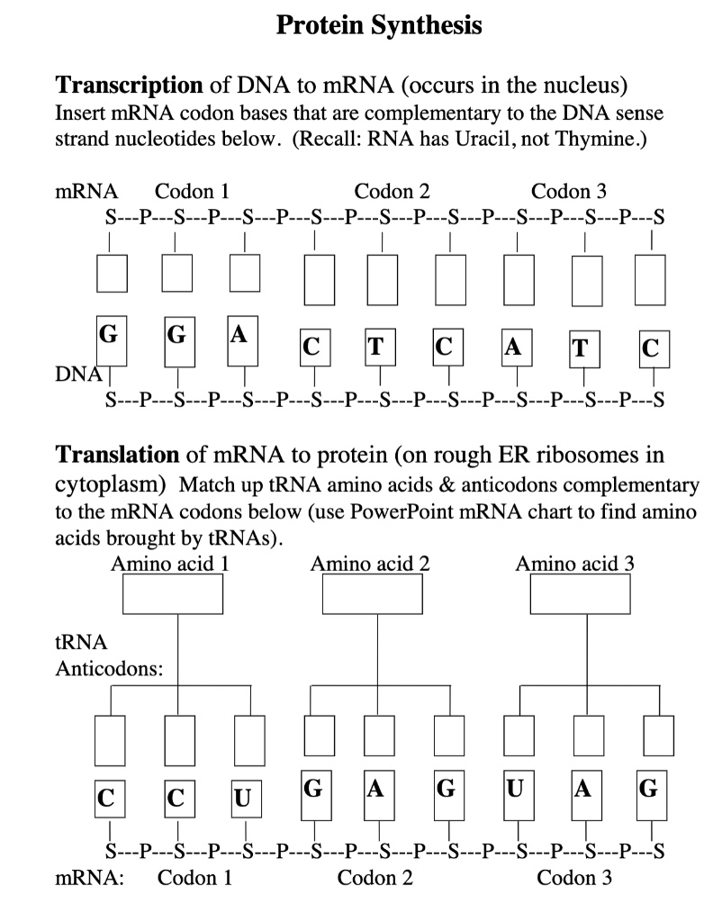 SOLVED Protein Synthesis Transcription of DNA to mRNA (occurs in the
