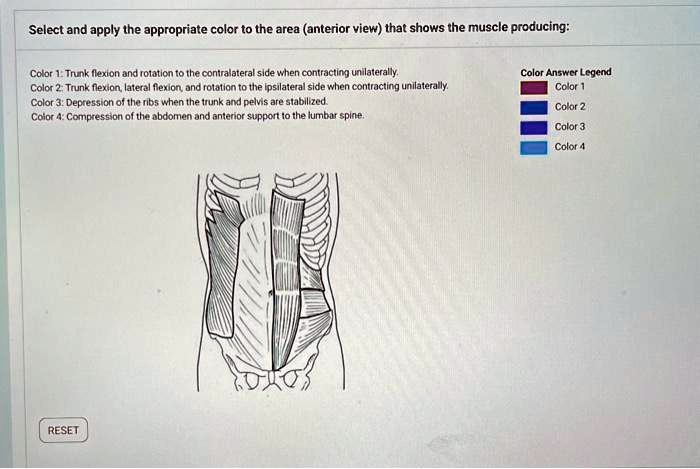 Select and apply the appropriate color to the area (anterior...