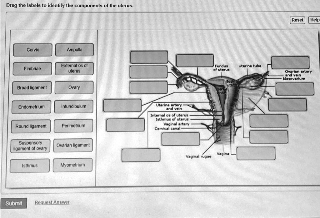 drag the labels to identify the components of the uterus reset help 46414