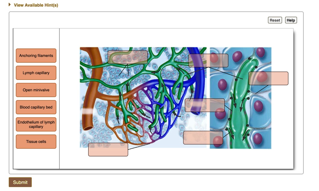 SOLVED: Label the anatomical features of lymphatic capillaries