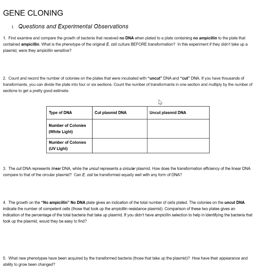 GENE CLONING
I. Questions and Experimental Observations
1. First examine and compare the growth of bacteria that received no DNA when plated to a plate containing no ampicillin to the plate that contained ampicillin. What is the phenotype of the original E. coli culture BEFORE transformation? In this experiment if they didn't take up a plasmid, were they ampicillin sensitive?
2. Count and record the number of colonies on the plates that were incubated with ’uncut’ DNA and ’cut’ DNA. If you have thousands of transformants, you can divide the plate into four or six sections. Count the number of transformants in one section and multiply by the number of sections to get a pretty good estimate.
Type of DNA | Cut plasmid DNA | Uncut plasmid DNA
Number of Colonies (White Light) | | 
Number of Colonies (UV Light) | | 
3. The cut DNA represents linear DNA, while the uncut represents a circular plasmid. How does the transformation efficiency of the linear DNA compare to that of the circular plasmid? Can E. coli be transformed equally well with any form of DNA?
4. The growth on the ’No ampicillin’ No DNA plate gives an indication of the total number of cells plated. The colonies on the uncut DNA indicate the number of competent cells (those that took up the ampicillin resistance plasmid). Comparison of these two plates gives an indication of the percentage of the total bacteria that take up plasmid. If you didn't have ampicillin selection to help in identifying the bacteria that took up the plasmid, would they be easy to find?
5. What new phenotypes have been acquired by the transformed bacteria (those that take up the plasmid)? How have their appearance and ability to grow been changed?