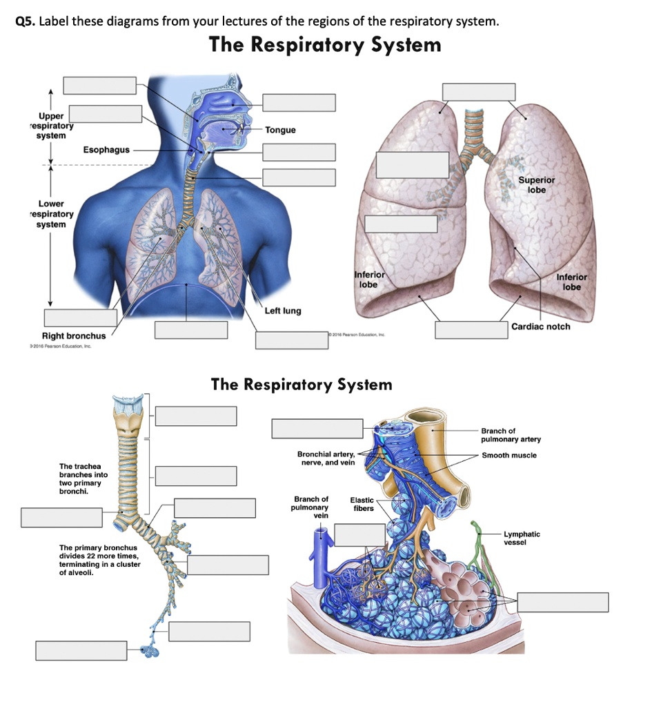 SOLVED: Q5. Label these diagrams from your lectures of the regions of ...