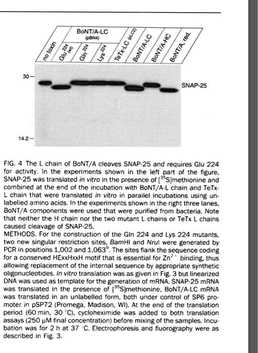 no toxin
Glu 224 (wt)
Gln 224
Lys 224
TeTx-LC (pLC2)
BoNT/A-LC
BoNT/A-HC
BoNT/A, red.
BoNT/A-LC (pBN4)
30 —
SNAP-25
14.2 —
FIG. 4 The L chain of BoNT/A cleaves SNAP-25 and requires Glu 224 for activity. In the experiments shown in the left part of the figure, SNAP-25 was translated in vitro in the presence of [35S]methionine and combined at the end of the incubation with BoNT/A-L chain and TeTx-L chain that were translated in vitro in parallel incubations using unlabelled amino acids. In the experiments shown in the right three lanes, BoNT/A components were used that were purified from bacteria. Note that neither the H chain nor the two mutant L chains or TeTx L chains caused cleavage of SNAP-25.
METHODS. For the construction of the Gln 224 and Lys 224 mutants, two new singular restriction sites, BamHI and Nrul were generated by PCR in positions 1,002 and 1,063?. The sites flank the sequence coding for a conserved HExxHxxH motif that is essential for Zn²? binding, thus allowing replacement of the internal sequence by appropriate synthetic oligonucleotides. In vitro translation was as given in Fig. 3 but linearized DNA was used as template for the generation of mRNA. SNAP-25 mRNA was translated in the presence of [35S]methionine. BoNT/A-LC mRNA was translated in an unlabelled form, both under control of SP6 promoter in pSP72 (Promega, Madison, WI). At the end of the translation period (60 min, 30 °C), cycloheximide was added to both translation assays (250 ?M final concentration) before mixing of the samples. Incubation was for 2 h at 37 °C. Electrophoresis and fluorography were as described in Fig. 3.