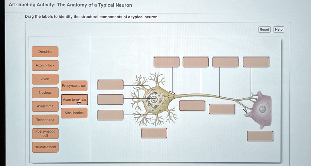Art-labeling Activity: The Anatomy of a Typical Neuron Drag the labels ...