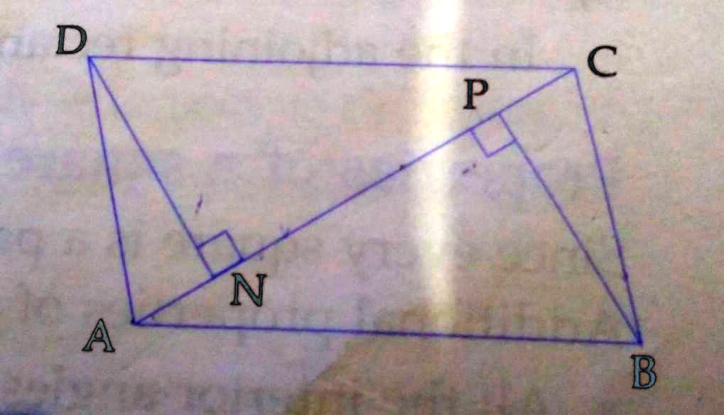 Solved In The Adjoining Figure Abcd Is A Parallelogram Perpendiculars Dn And Bp Are Drawn On 1992