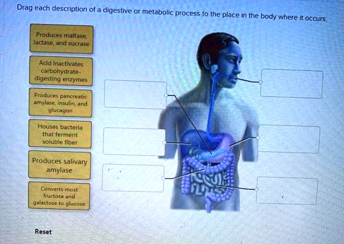 Drag each description of a digestive or metabolic process to the place in the body where it occurs.
Produces maltase,
lactase, and sucrase
Acid inactivates
carbohydrate-
digesting enzymes
Produces pancreatic
amylase, insulin, and
glucagon
Houses bacteria
that ferment
soluble fiber
Produces salivary
amylase
Converts most
fructose and
galactose to glucose