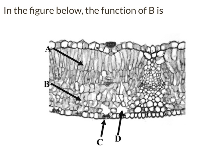 SOLVED: In The Figure Below; The Function Of B Is