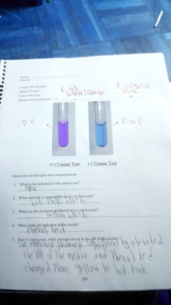 SOLVED Kcle Ut Tat Reulta Scn Tel Colos Obnrl Intcmtetn a kesule Jnc