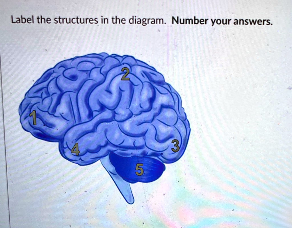 SOLVED: Label the structures in the diagram. Number your answers. Label ...