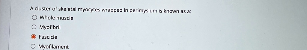 a cluster of skeletal myocytes wrapped in perimysium is known as a whole muscle myofibril fascicle myofilament 86747