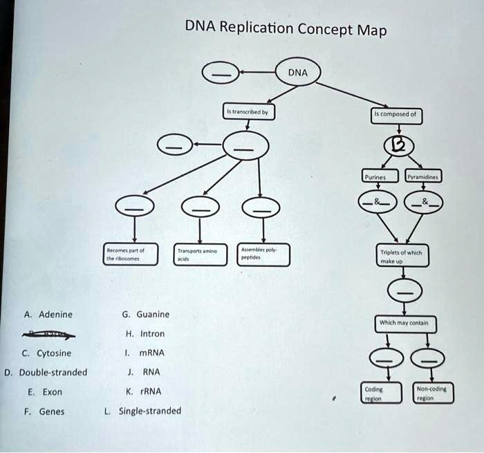 SOLVED: DNA Replication Concept Map DNA is transcribed by RNA is ...