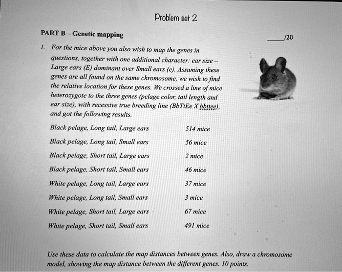 PART B – Genetic mapping

1. For the mice above you also wish to map the genes in questions, together with one additional character: ear size – Large ears (E) dominant over Small ears (e). Assuming these genes are all found on the same chromosome, we wish to find the relative location for these genes. We crossed a line of mice heterozygote to the three genes (pelage color, tail length and ear size), with recessive true breeding line (BbTtEe X bbttee), and got the following results.

Black pelage, Long tail, Large ears 514 mice
Black pelage, Long tail, Small ears 56 mice
Black pelage, Short tail, Large ears 2 mice
Black pelage, Short tail, Small ears 46 mice
White pelage, Long tail, Large ears 37 mice
White pelage, Long tail, Small ears 3 mice
White pelage, Short tail, Large ears 67 mice
White pelage, Short tail, Small ears 491 mice

Use these data to calculate the map distances between genes. Also, draw a chromosome model, showing the map distance between the different genes. 10 points.