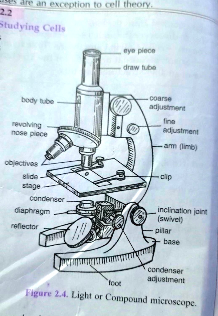 13 parts of the Compound Light Microscope Diagram | Quizlet