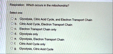respiration which occurs in the mitochondria select one a glycolysis citric acid cycle and electron transport chain b citric acid cycle electron transport chain c electron transport chain on 31467