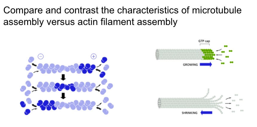 SOLVED: Compare And Contrast The Characteristics Of Microtubule ...