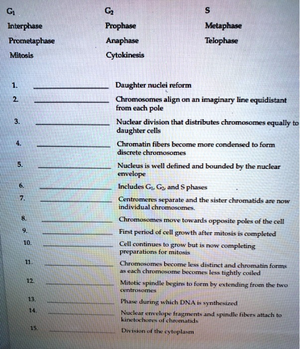 G1 G2 S
Interphase Prophase Metaphase
Prometaphase Anaphase Telophase
Mitosis Cytokinesis

1. Daughter nuclei reform
2. Chromosomes align on an imaginary line equidistant from each pole
3. Nuclear division that distributes chromosomes equally to daughter cells
4. Chromatin fibers become more condensed to form discrete chromosomes
5. Nucleus is well defined and bounded by the nuclear envelope
6. Includes G1, G2, and S phases
7. Centromeres separate and the sister chromatids are now individual chromosomes.
8. Chromosomes move towards opposite poles of the cell
9. First period of cell growth after mitosis is completed
10. Cell continues to grow but is now completing preparations for mitosis
11. Chromosomes become less distinct and chromatin forms as each chromosome becomes less tightly coiled
12. Mitotic spindle begins to form by extending from the two centrosomes
13. Phase during which DNA is synthesized
14. Nuclear envelope fragments and spindle fibers attach to kinetochores of chromatids
15. Division of the cytoplasm