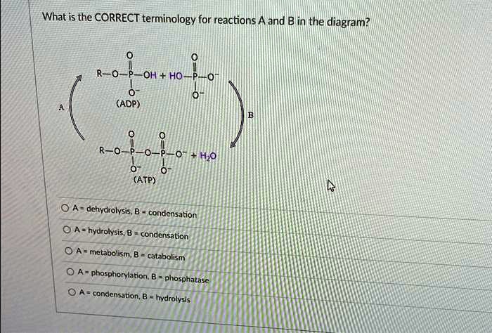 SOLVED: What Is The CORRECT Terminology For Reactions A And B In The ...