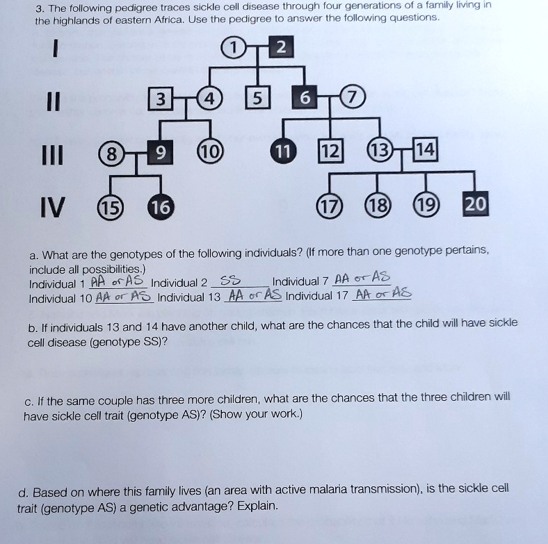 SOLVED: The following pedigree traces sickle cell disease through four ...