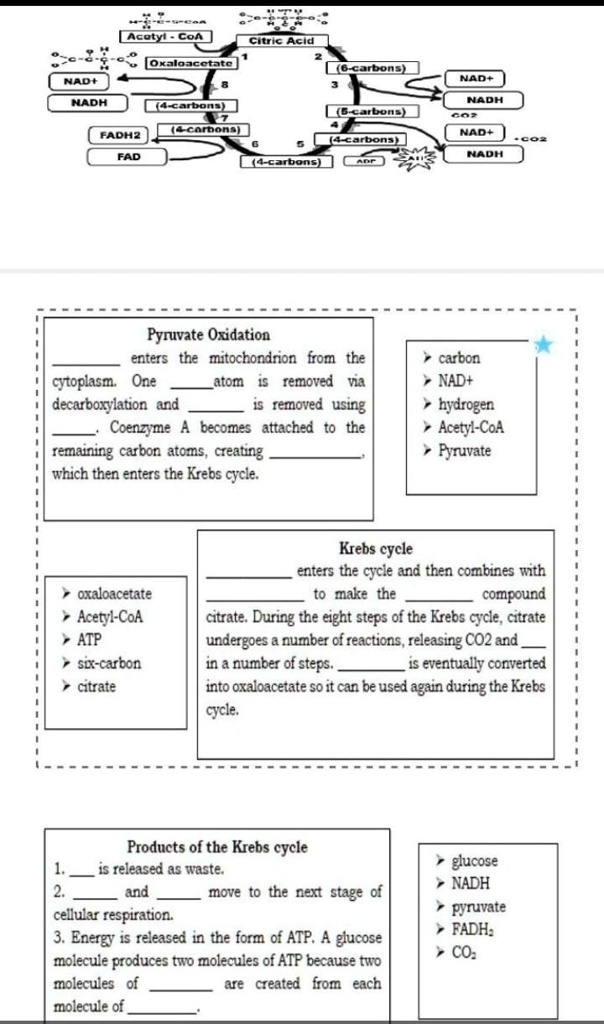 SOLVED "Activity 5 Rated K (Krebs Cycle) Analyze the illustration of