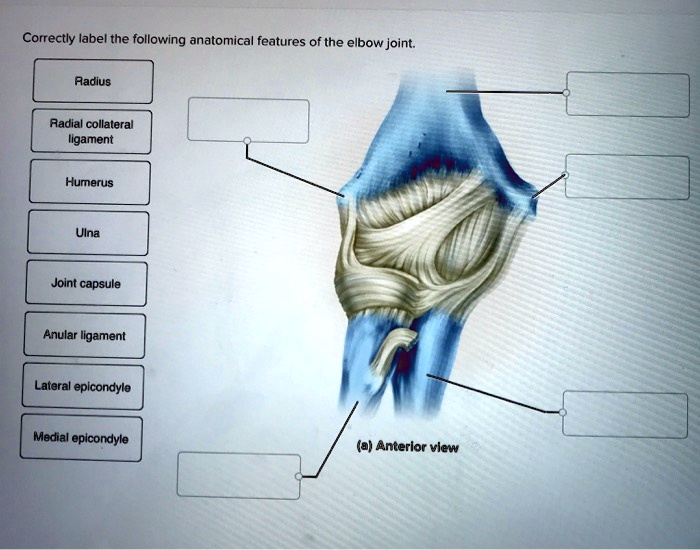 Correctly Label The Following Supportive Ligaments. SOLVED: Correctly label the following anatomical features of the elbow