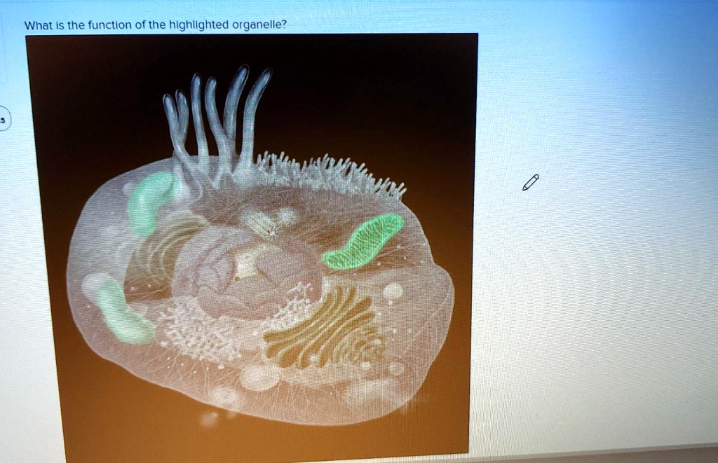 SOLVED: What is the function of the highlighted organelle?