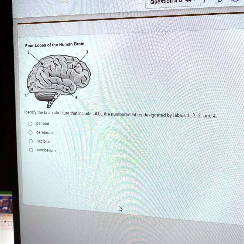 Four Lobes of the Human Brain Identify the brain structure that ...