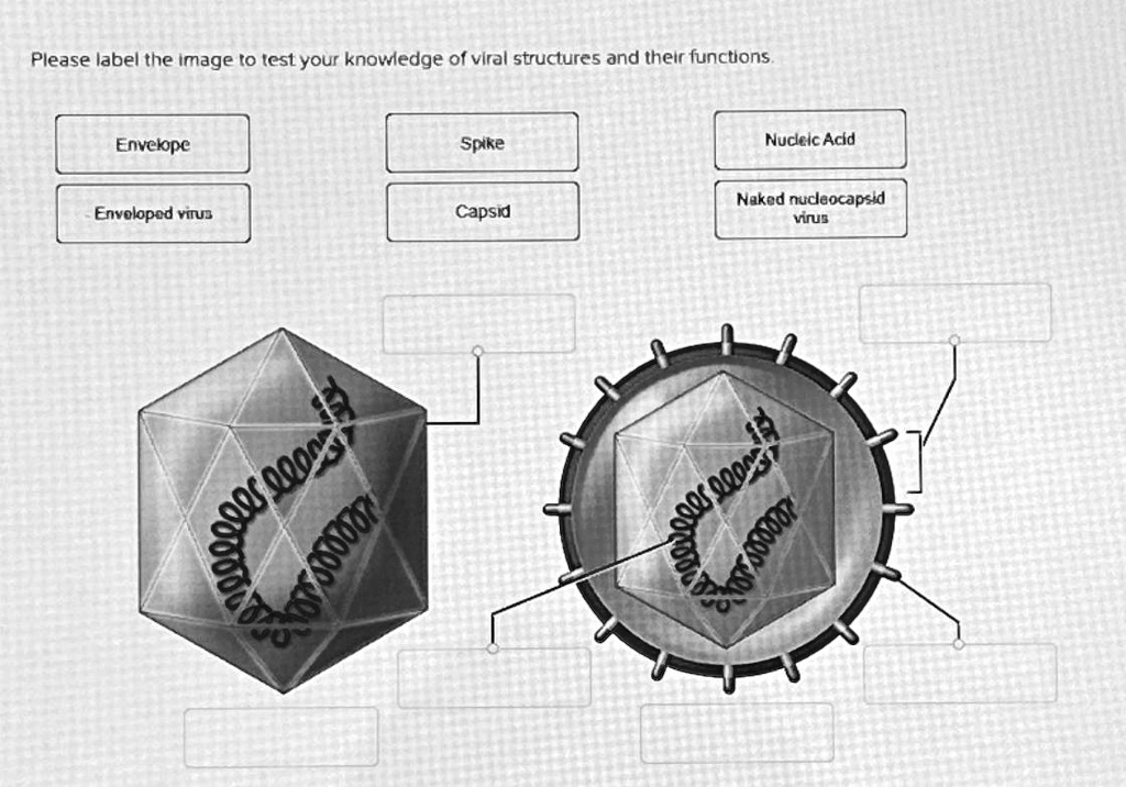 SOLVED Please Label The Image To Test Your Knowledge Of Viral Structures And Their Functions