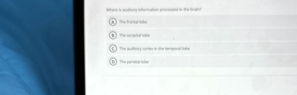 Where is auditory information processed in the brain?
A The frontal lobe
B The occipital lobe
C The auditory cortex in the temporal lobe
D The parietal lobe