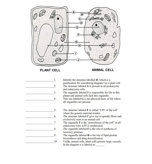 plant cell animal cell 1 identify the structure labelled mathbfd which ...