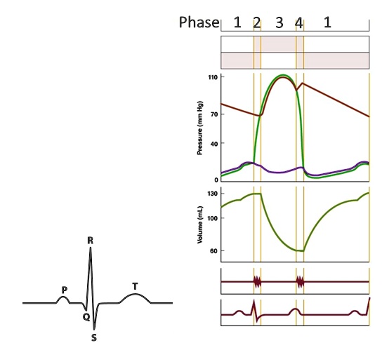 SOLVED: The pressure in the ventricle becomes equal to the aorta ...