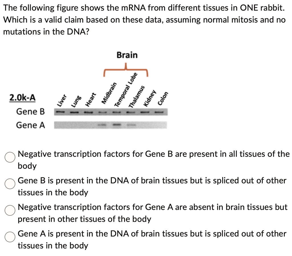 SOLVED: The following figure shows the mRNA from different tissues in ...