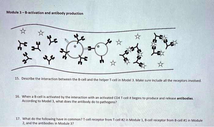 Module 3 – B-activation and antibody production
15. Describe the interaction between the B-cell and the helper T-cell in Model 3. Make sure include all the receptors involved.
16. When a B-cell is activated by the interaction with an activated CD4 T-cell it begins to produce and release antibodies. According to Model 3, what does the antibody do to pathogens?
17. What do the following have in common? T-cell receptor from T-cell #2 in Module 1, B-cell receptor from B-cell #1 in Module 2, and the antibodies in Module 3?
