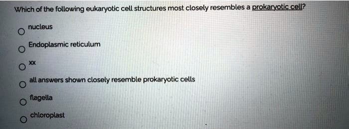 SOLVED: Which of the following eukaryotic cell structures most closely ...