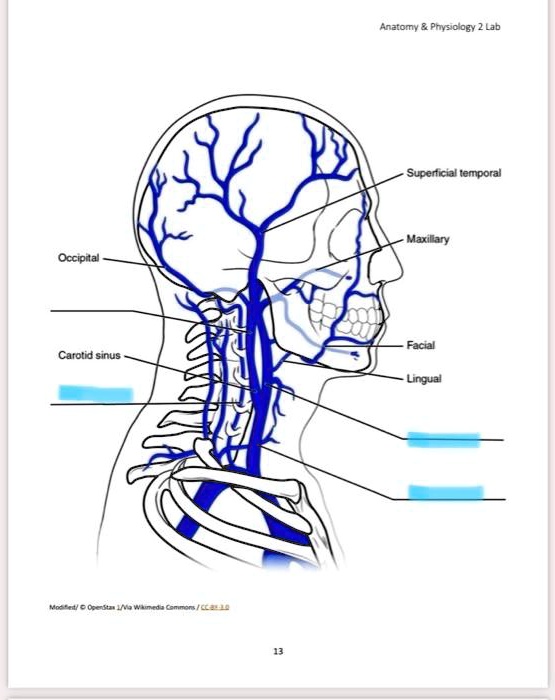 SOLVED: Anatomy Physiology 2 Lab Superficial temporal Maxillary ...